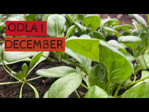 Odla i DECEMBER - Topparna på träden har klarat sig och spenaten ser fin ut i växthuset