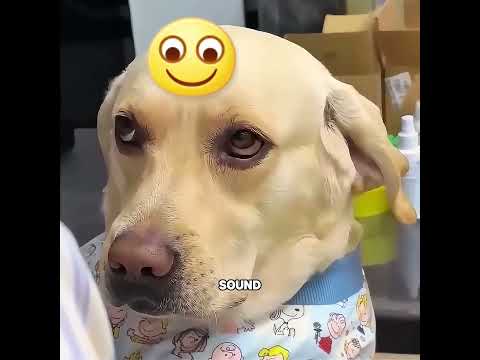 This dog does far more than it eats #pets #cute #funny #shorts