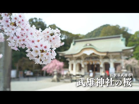 佐賀県武雄市　［武雄神社の桜］通常バージョン
