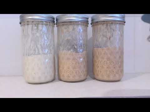 Sourdough starter attempts #2, #3 and #4 - 24 hour timelapse in 43 seconds