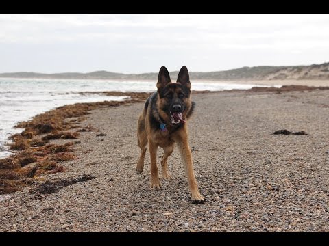 German shepherd at the beach