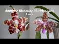 Summer Blooming Phalaenopsis Care Culture Highly Fragrant Sequential Bloomers