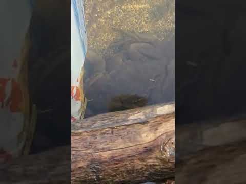 Two frogs docking 🐸