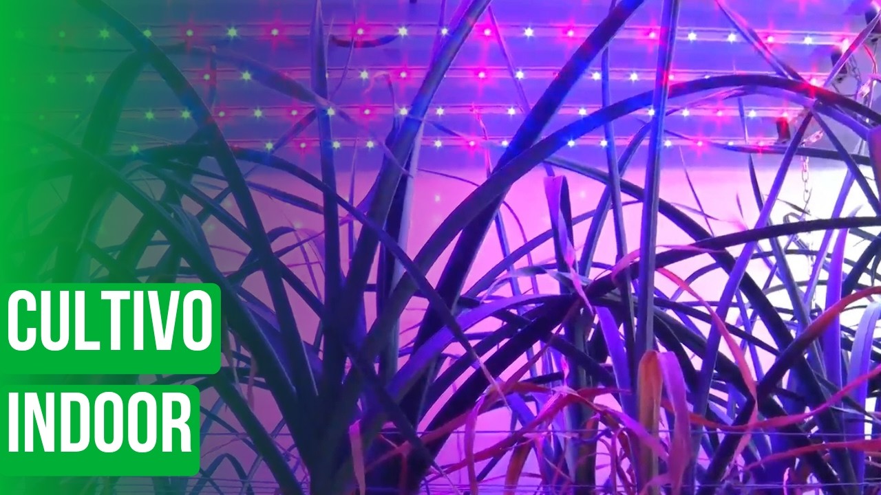 Cultivo indoor