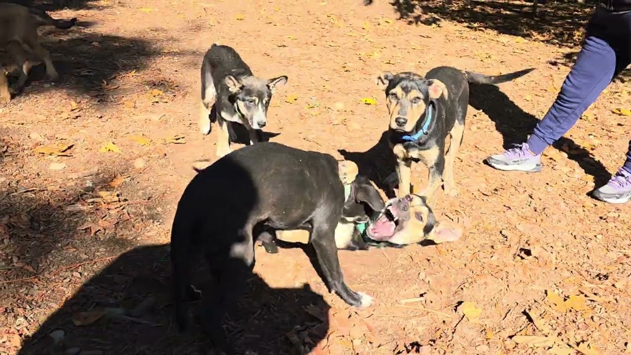 Enlarge Roo, a Adoptable Dutch Shepherd in Tacoma, WA video 5/6