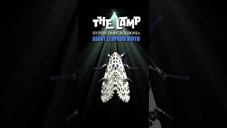 The Lamp E5 — The Giant Leopard Moth