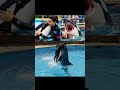 Jessica Dolphin Incident Radcliffe Orca Attack Veo3 Explorepage Jessica Dolphin Explorepage