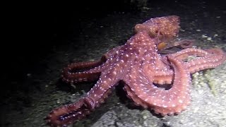 preview picture of video 'Night Diving in Lembeh Strait, Best of - HD'