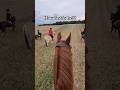 Equestrian Horse Pony Horseriding Rider Galop Canter Fast Running Horses