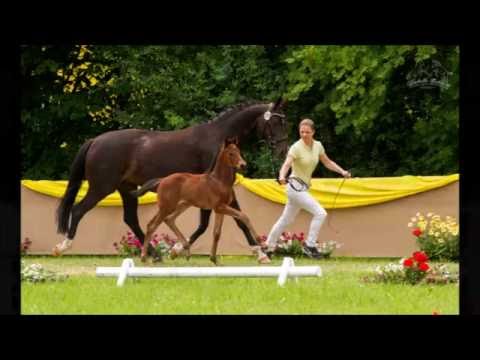 SF v. Quantensprung - Sir Donnerhall  for sale