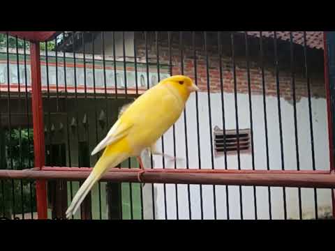 Yellow canary singing video   Timbrado canary singing beautiful melodic songs for training