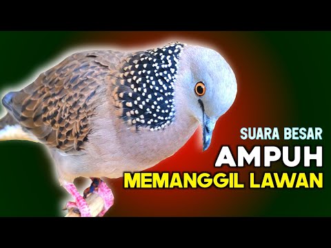 The sound of the turtle dove calls the opponent to come