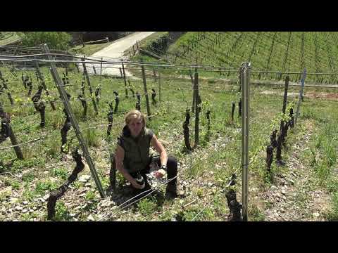 Weintaxi Wiesbaden - Weingut Chat Sauvage - 2014 Pinot Noir Assmannshausen