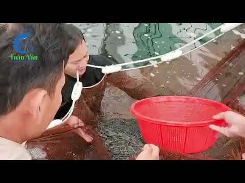 Sang tôm 28 ngày 600 con Khách hàng Hậu Lộc Thanh Hóa