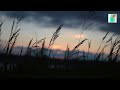 Wind Sound SOUND EFFECT No Copyright Download Free