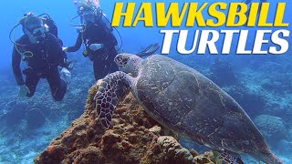Hawksbill Turtles Everywhere - Mexico Scuba Diving Adventure - Ep 55