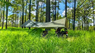 Solo Camping in Late Summer 🍂 | A Serene Encounter with a Stray Black Dog