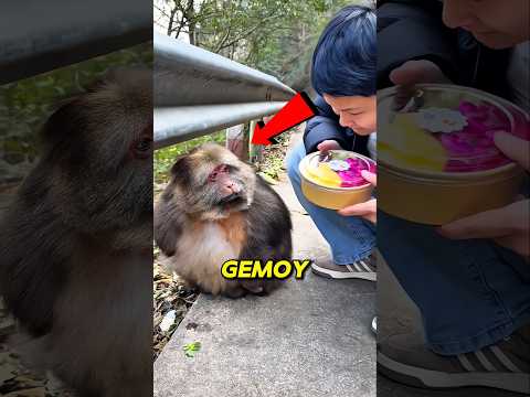 MONYET PALING PUNYA ADAB? 😭 Makannya Sopan Banget! #shorts