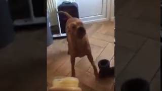 Dog doesn't like peanut butter