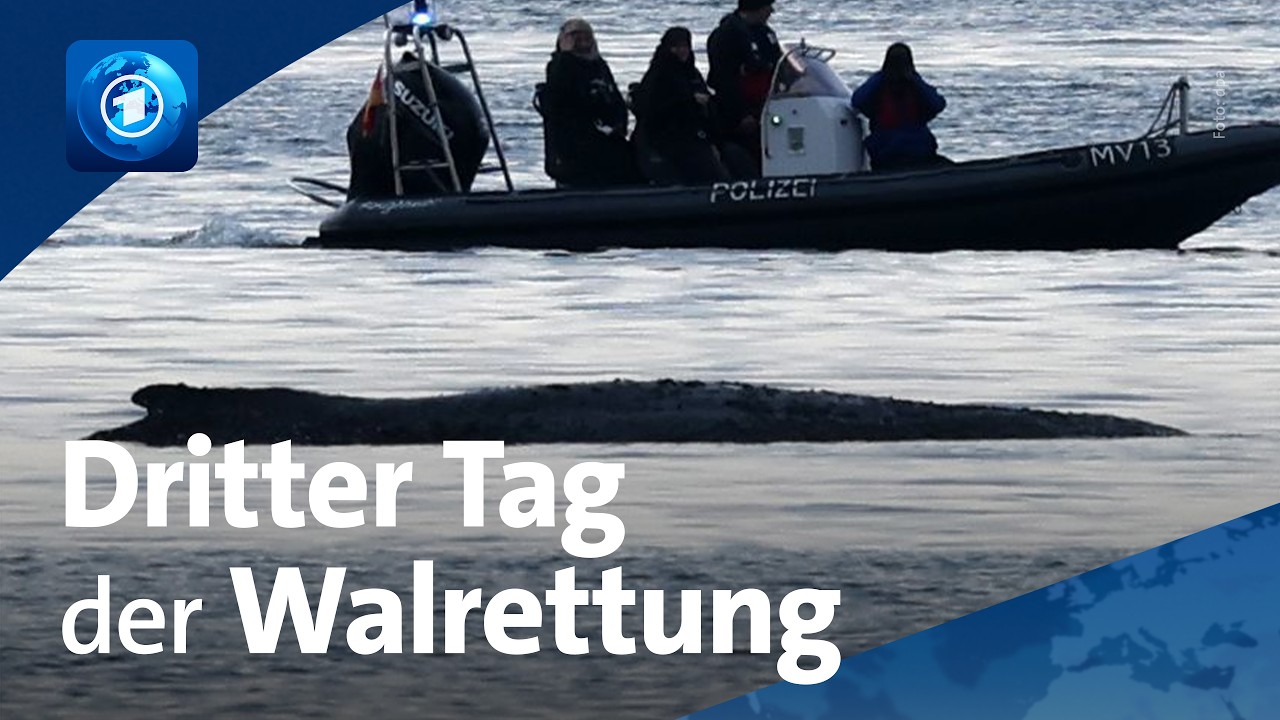 Private Initiative setzt Rettungsversuch des Buckelwals in der Ostsee fort