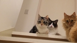 ぺろきゃん のライブ配信