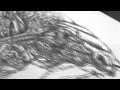 THE NOVOCAINES - TRAMPLED HEARTS (official ...