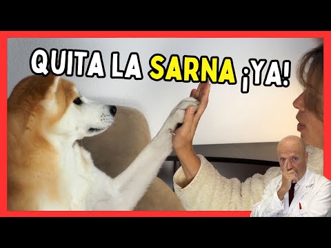 ✅ MANGE IN DOGS AND HUMANS: How to Detect and Cure It Fast