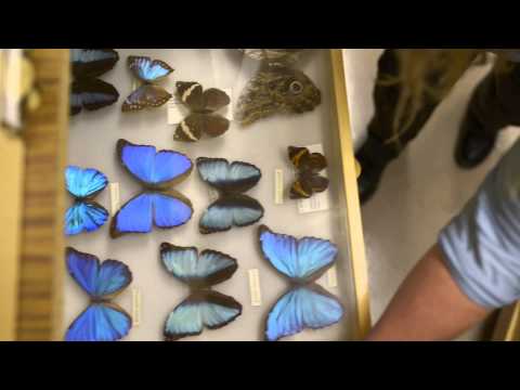 Entomology: Behind the Scenes