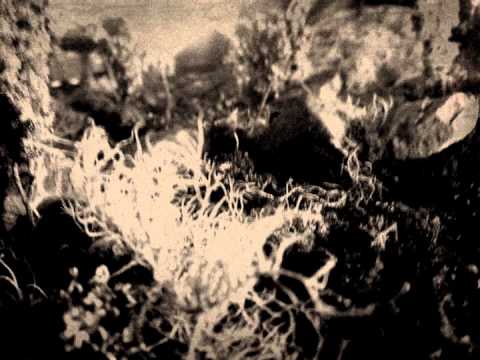 Bacteria Earth - Pale Ashes