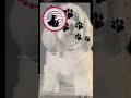 Get Your ESA Letter Today From AmericanPetco Www AmericanPetco Com