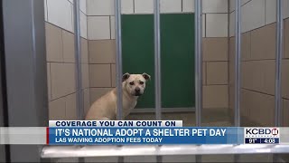 Lubbock Animal Services takes part in National Adopt a Shelter Pet Day with free adoption