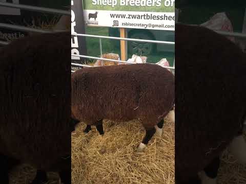 , title : 'Irish Zwartble Ewes. Sheep for Conor McGregor'