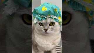 Download lagu Bath time 🛁 #cat #cats mp3