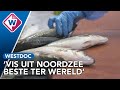 Noordzeevis gaat van Scheveningse Visafslag vooral naar het buitenland