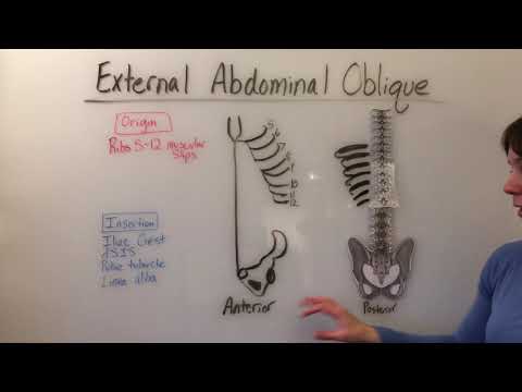 External Abdominal Oblique Muscle Anatomy