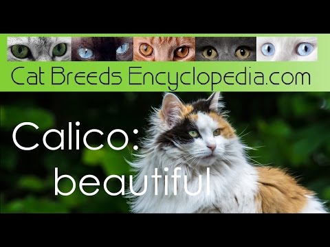 Calico beautiful - Cat Breeds Encyclopedia