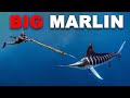 Spearfishing Marlin Fighting AGGRESSIVE Sharks