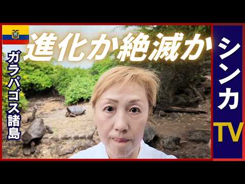 ダーウィン研究所でゾウガメから学ぶ｜生き残るか絶滅か｜エクアドル🇪🇨ガラパゴス【旅するシンカナース#2】 #travel #シンカTV