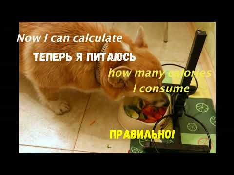 DogPlanner: Diary for Dogs