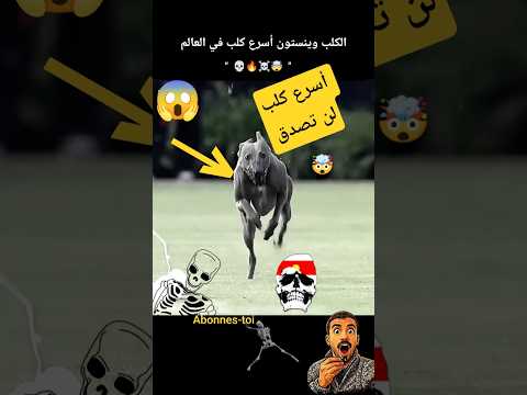 الكلب🐶 وينستون أسرع كلب في العالم #bandlife #beatmaker #covers #hiphop #rapper #acoustic #coversong