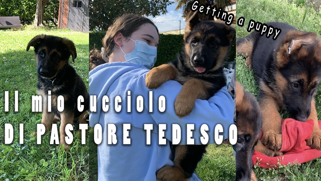 IL MIO CUCCIOLO DI PASTORE TEDESCO *vlog*