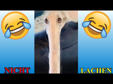 VERSUCHE NICHT ZU LACHEN !!! 🤣🤣🤣 #78