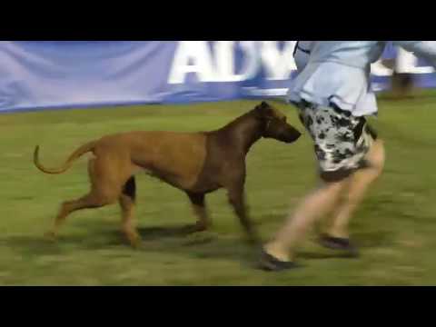 21 July 2019 API Championships Show Two