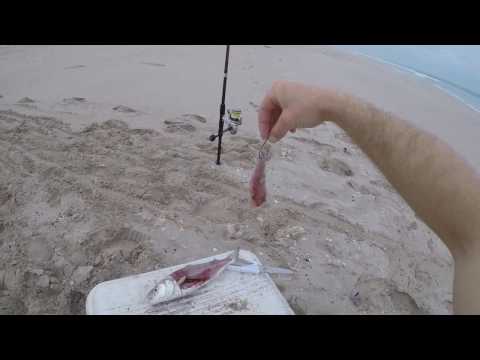 How to Rig a Fillet Bait