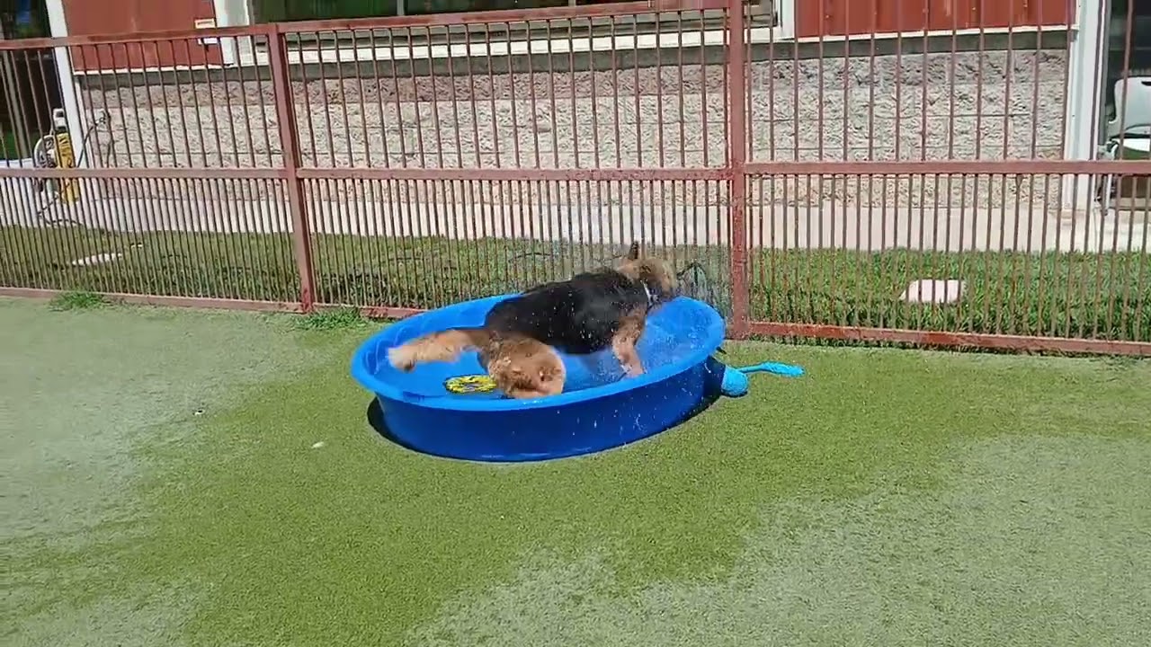 Enlarge RUGBY, a Adoptable mixed breed in Upland, CA video 6/6