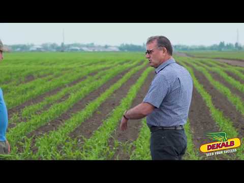 Rapita DEKALB în ferma Farmagrics - interviu Florian Moise