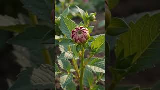 Download lagu #Dahlia #Gardening #Nature #FlowerBlooming #Shorts #Planting #Satisfying #BotanicalMagic#life mp3