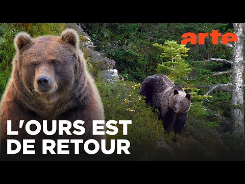 Pyrénées, vivre avec l'ours | 360° Reportage | ARTE Évasion