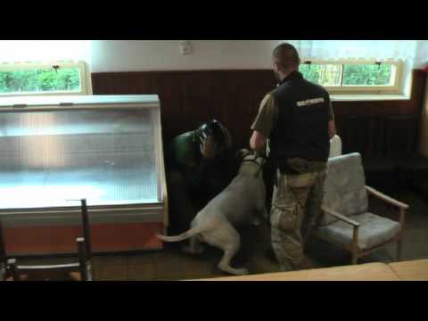Dogo argentino - search and destroy, Professional protection training.