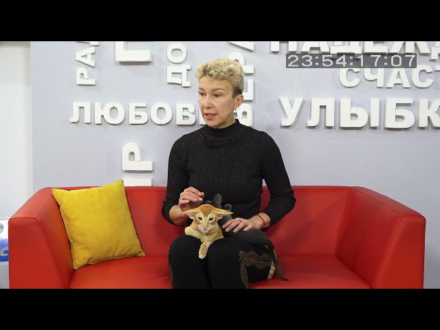 "Живая среда" Сиамо-ориентальные кошки